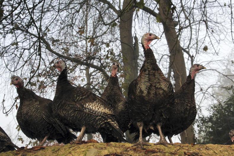 No immediate concerns around Christmas turkey supplies – Tesco