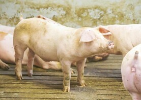 Jail for man who stabbed pigs at site earmarked for asylum seekers