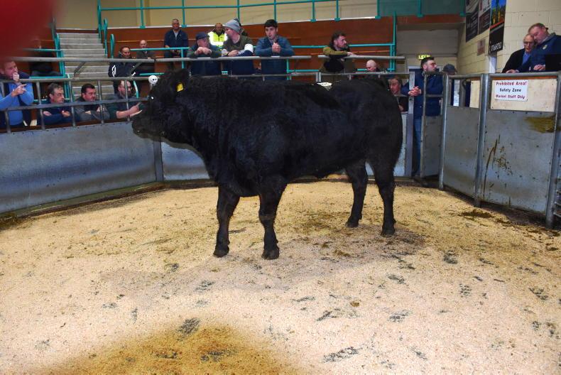 Buoyant trade at Ballymena beef sale