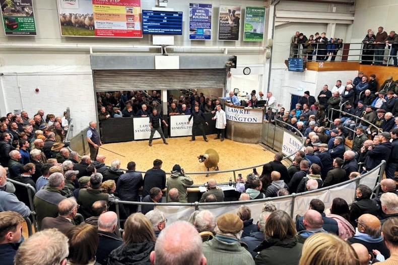 Thoughts now turn to breeding sheep