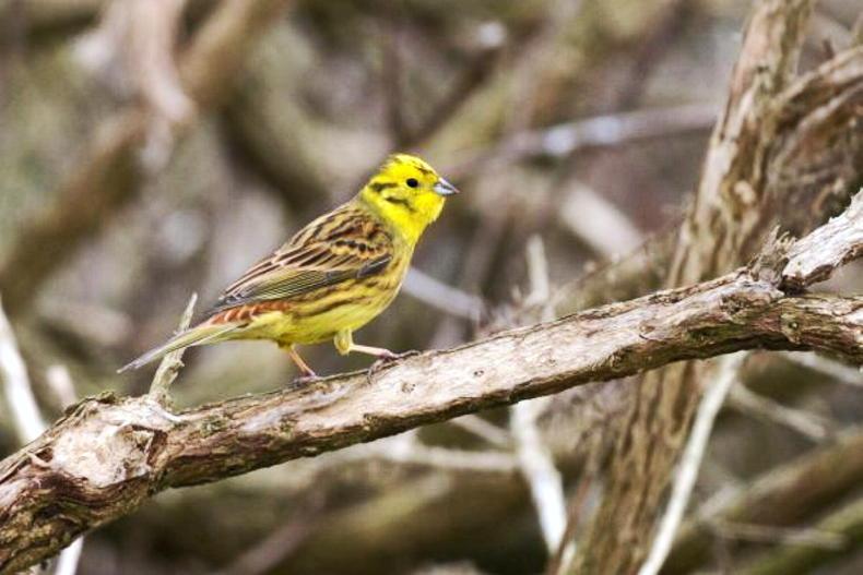 Coastal birds project takes off from Cork to Wexford