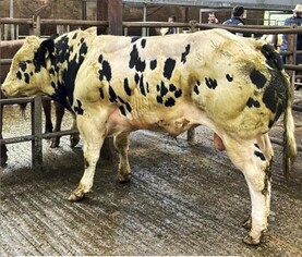 The science of breeding show calves