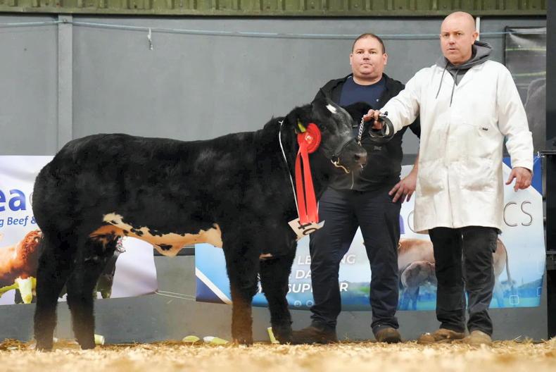 Carrick Winter Fair - the Gift that keeps on giving