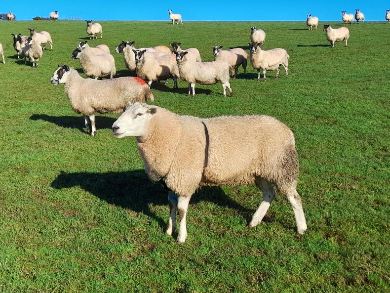 A new ram to revitalise my sheep flock