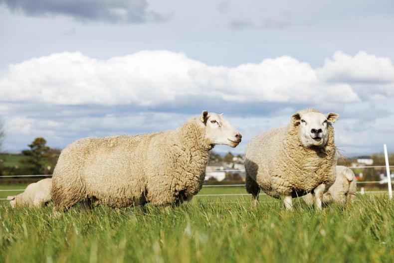 Cuts to 2025 sheep scheme confirmed as €16.4m in payments on way