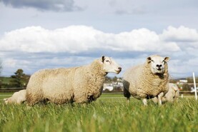 Cuts to 2025 sheep scheme confirmed as €16.4m in payments on way