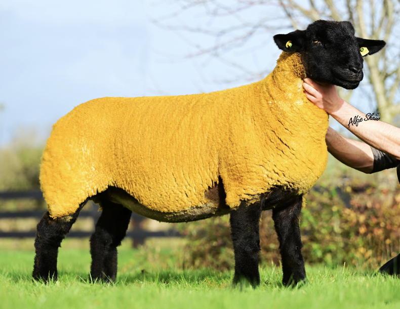 Black Beauties Suffolks shine bright in Blessington   