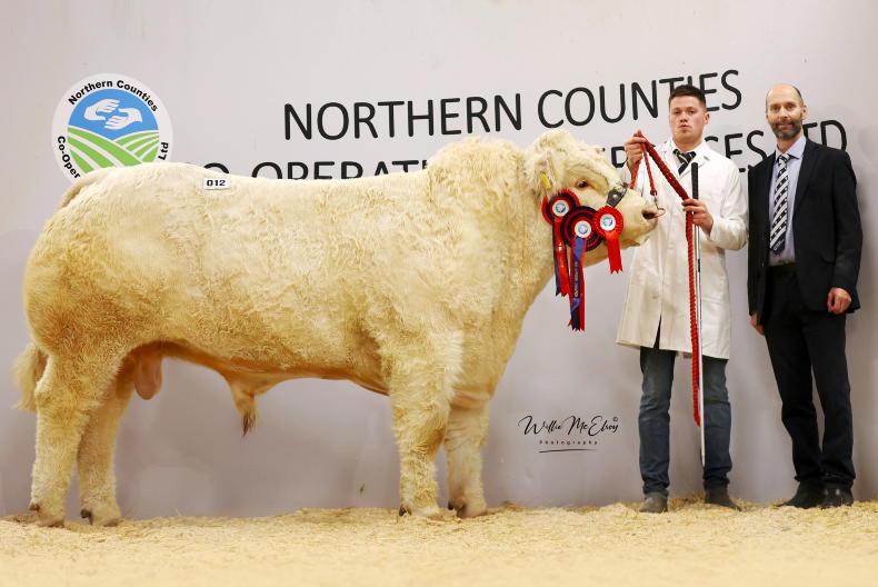 Five Charolais bulls achieve five-figure sums in Swatragh