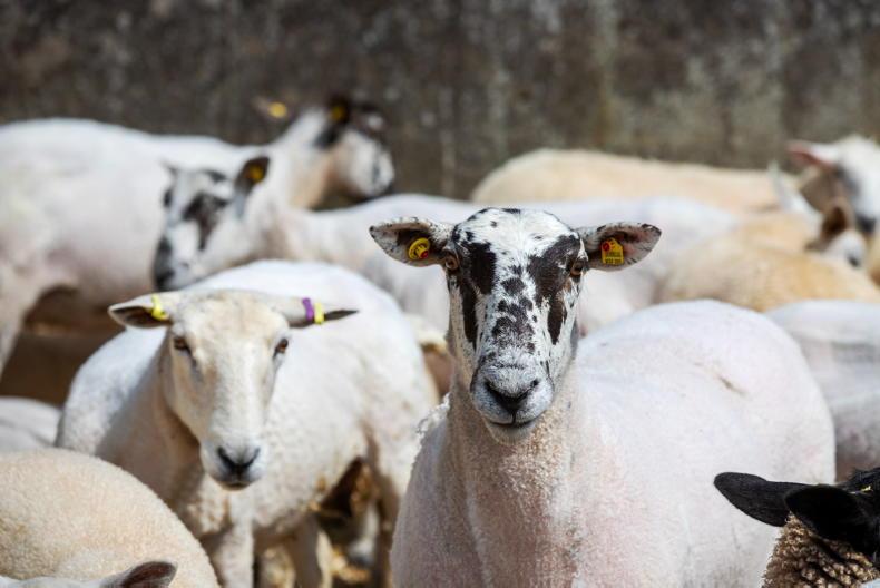 SWS payments commence at the lower rate of €11.50/ewe