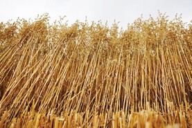 Two-crop rule removal dependent on votes at EU council and parliament