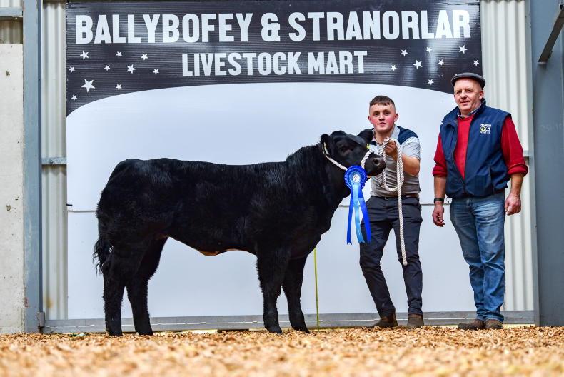Commercial breeding heifers cross €10,000 in Stranorlar