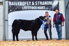Commercial breeding heifers cross €10,000 in Stranorlar