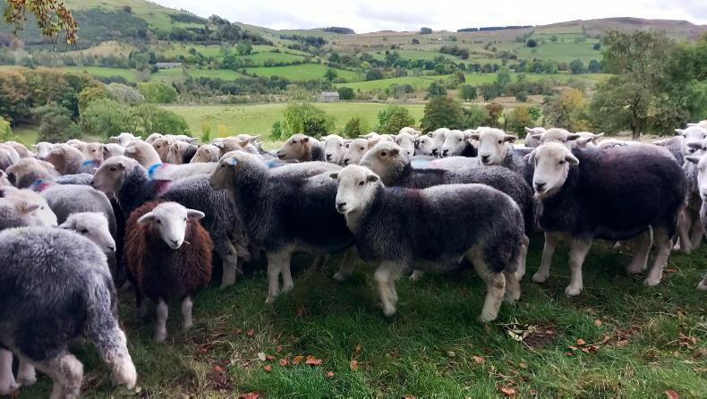 Former MP salutes ordinary family farms