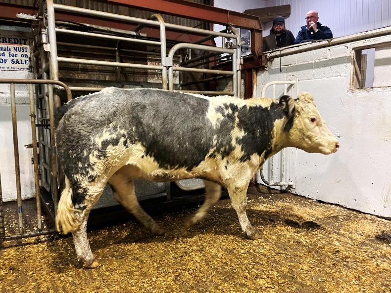 Camera at the Mart: high demand for in-calf heifers in Dowra