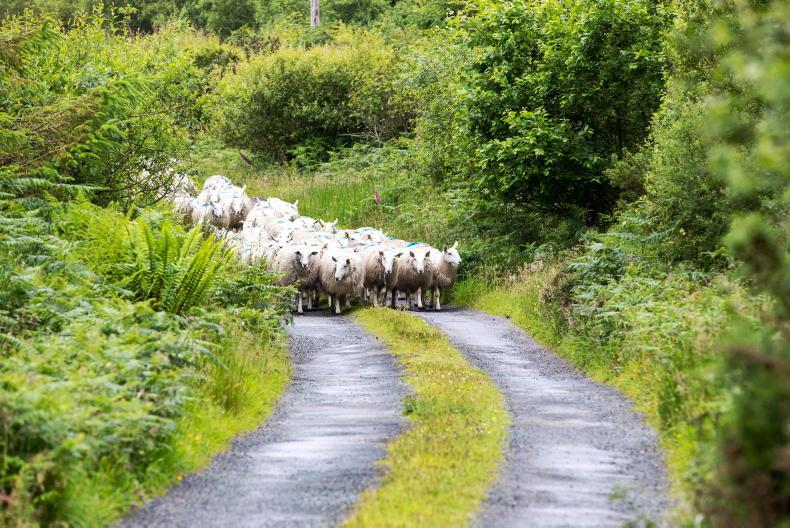 Minister Heydon must honour €13/ewe Sheep Welfare Scheme commitment - IFA