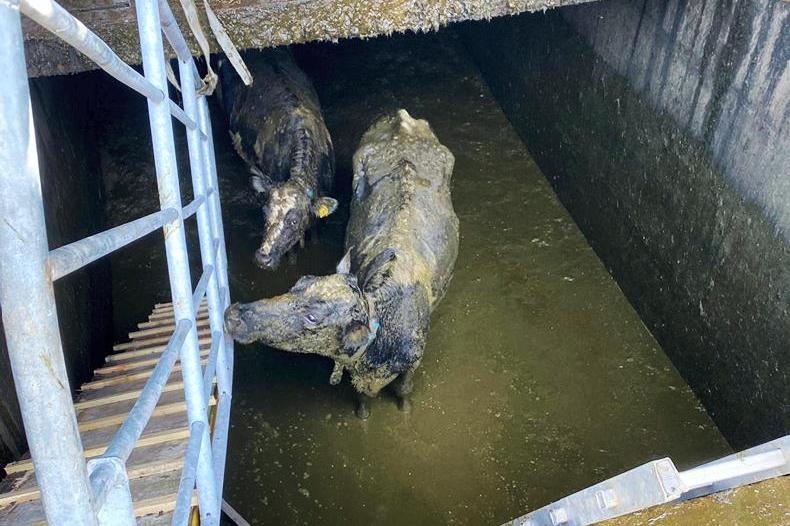 Cows rescued from slatted tank in Monaghan