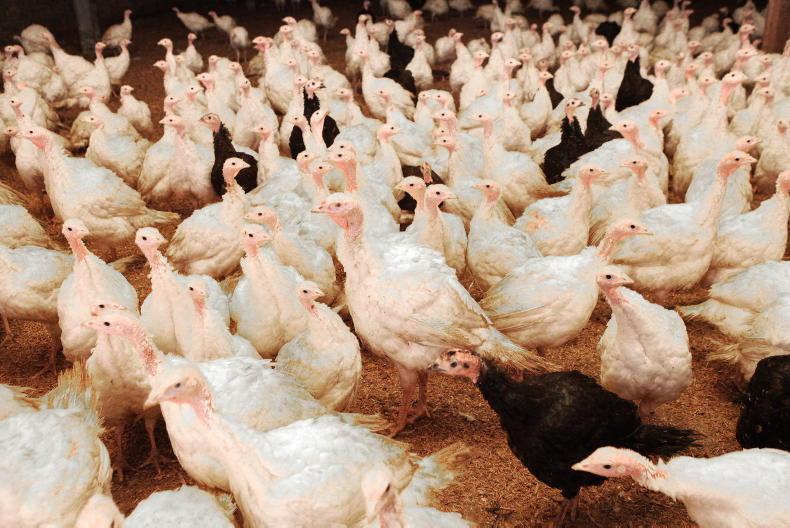 Will bird flu stretch the budget?