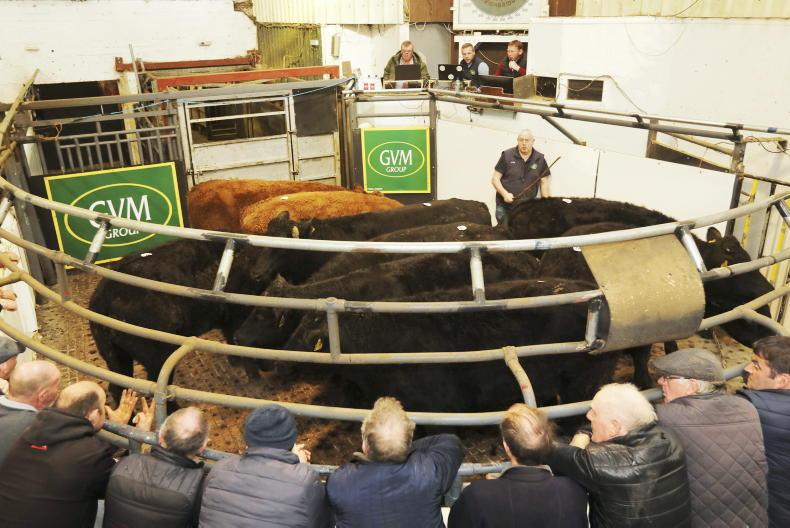 Camera at the Mart: cow numbers on the up in Kilmallock