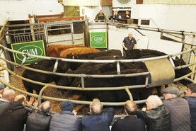 Camera at the Mart: cow numbers on the up in Kilmallock