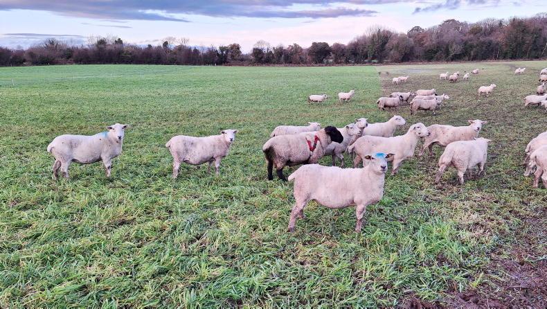 Tullamore Farm update: Breeding progress and grazing forage rye