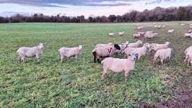 Tullamore Farm update: breeding progress and grazing forage rye