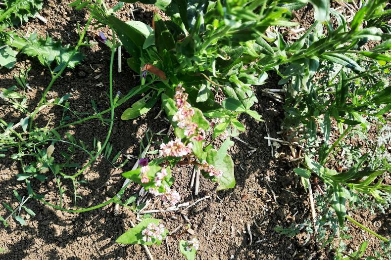 Editorial: importation of straw now a big risk to Irish biosecurity