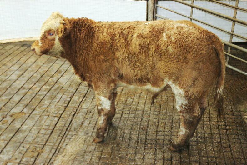 Camera at the Mart: smaller numbers and easier prices in Ballinrobe