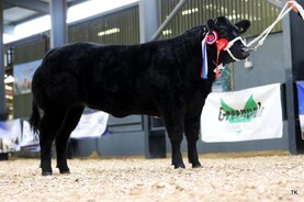 Winter fair celebrating Irish suckler genetics
