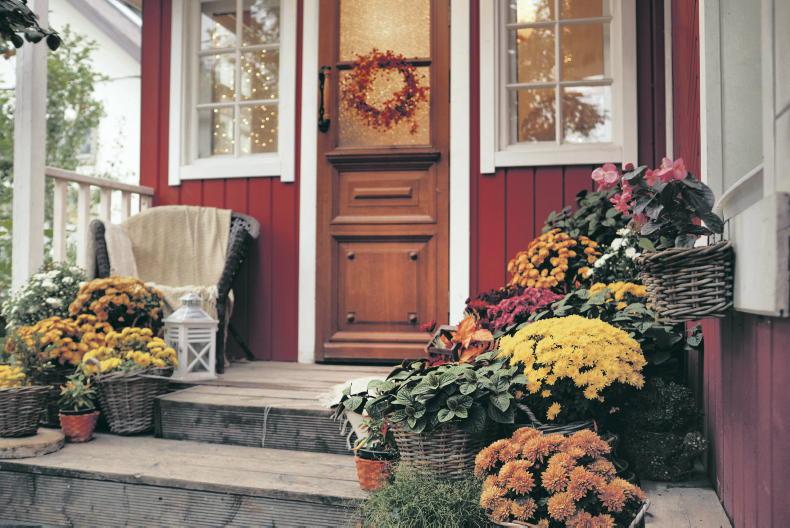 Gardening with Paul: picture perfect chrysanthemum