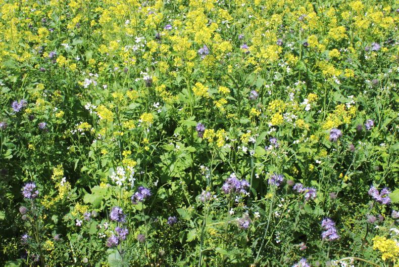 Ireland can’t restrict seed imports - Department