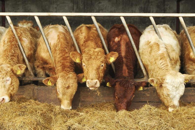 Beef Management: front loading concentrates, Teagasc Beef conference and more