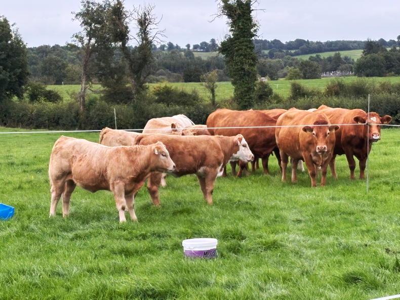 Cattle turned out to be the key to corner back success