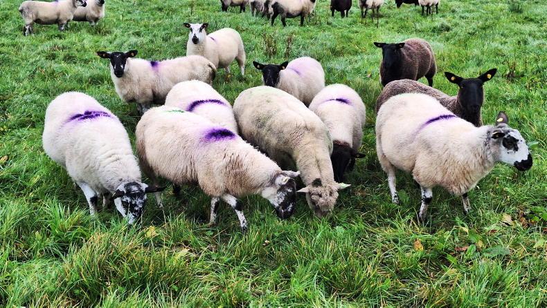 Sheep management: breeding progress, genotyped rams and weather management