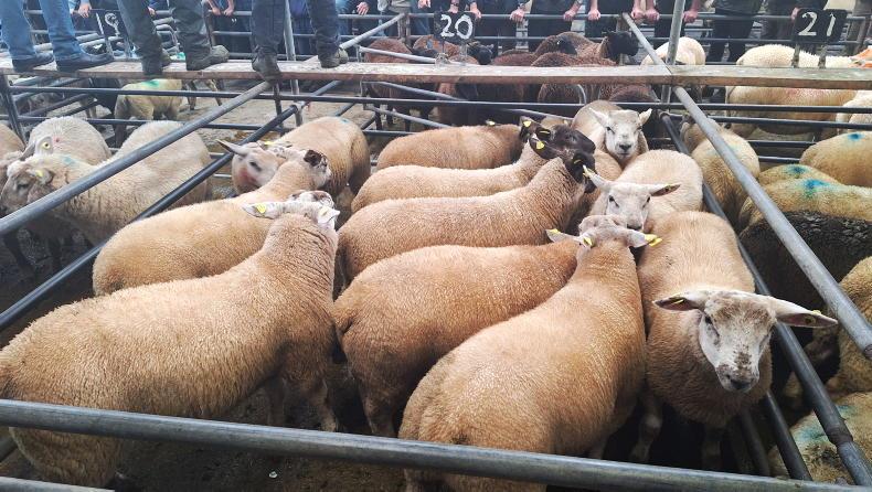 Sheep Trends: lamb quotes remain unchanged