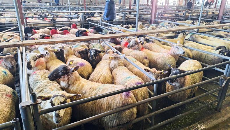 Sheep mart report: price variability between some regions