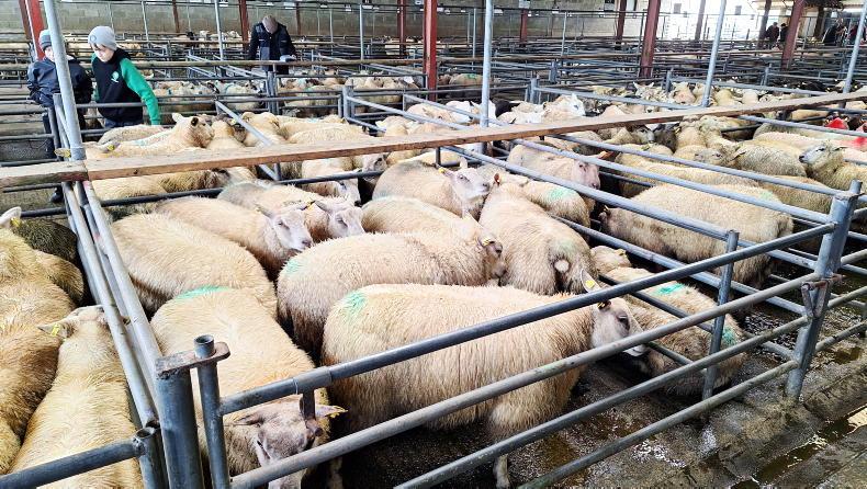 Lamb quotes stuck in gear despite livelier trade              