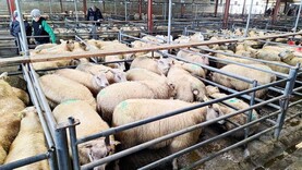 Lamb quotes stuck in gear despite livelier trade              