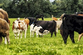 Teagasc beef conference agenda: high-value weanlings and profitability