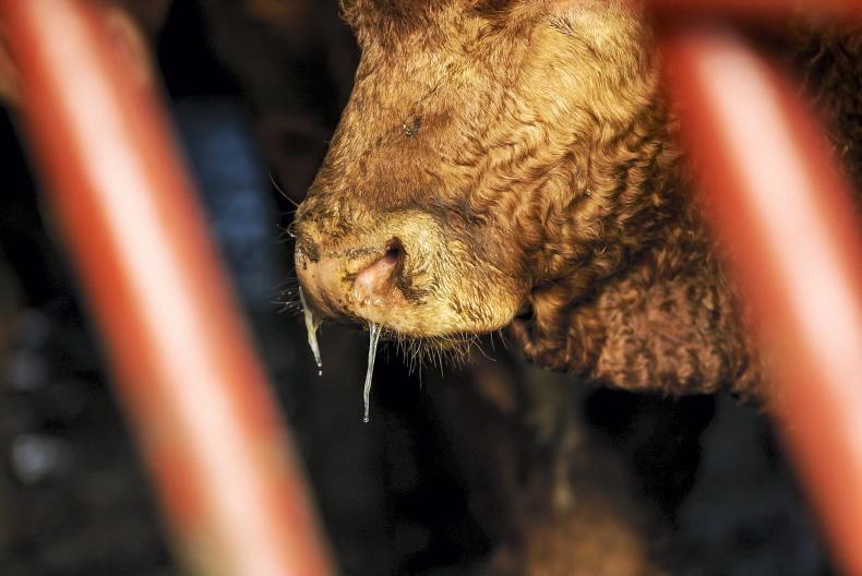 Dairy management: Watch out for pneumonia in weanlings