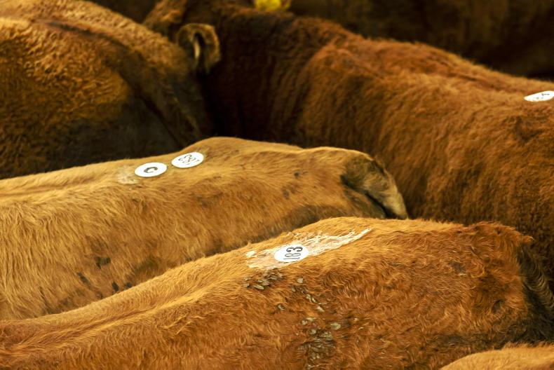 Carrigallen Mart to hold third TB-restricted sale