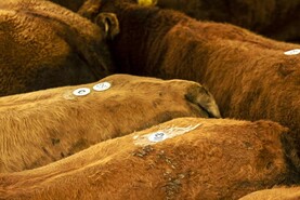 Carrigallen Mart to hold third TB-restricted sale