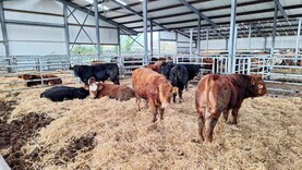 Tullamore Farm Update: wet weather and weanling weights 