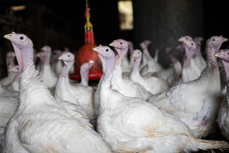 Farmers to be compensated for bird flu culls 