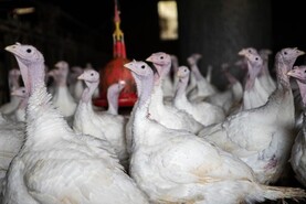 Farmers to be compensated for bird flu culls 