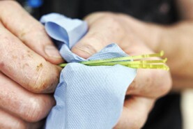 Dairy Management: bull selection for 2026