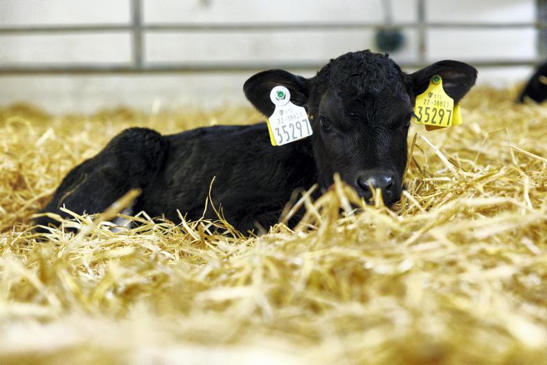 Time to get calf-rearing preparations under way