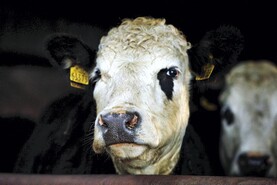 Over €5m spent on BSE testing annually 