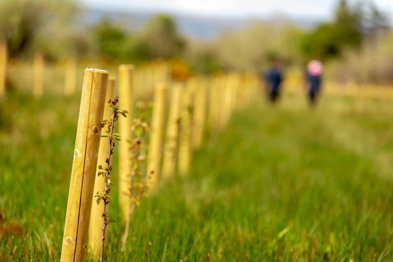 Offaly farmers wanted for hare’s corner scheme
