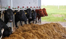 Five jobs for Christmas on beef farms