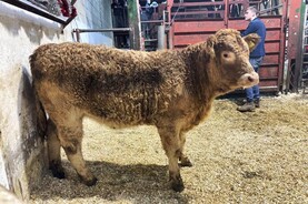 Watch: in-calf heifers hit €5,500 in Drumshanbo